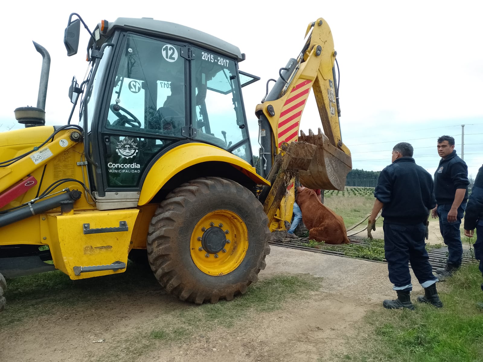 Se rescató con éxito un caballo atrapado en Bulevar Ayuí y Odiar