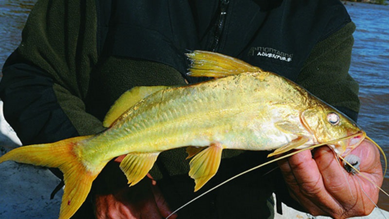 Se viene la Pesca del Amarillo en la Tortuga