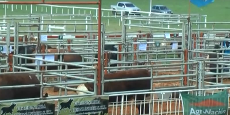 Nueva edición de la Exposición Rural en el predio de Cambá Paso