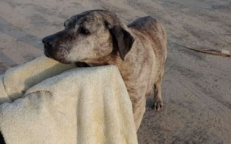 Rescataron una perra que había quedado enredada entre árboles en medio de la creciente