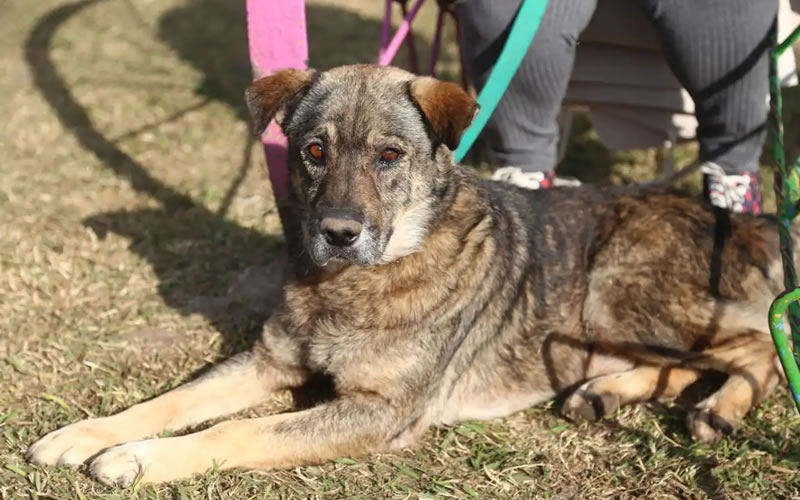 Veterinaria Municipal: Cronograma de castraciones para los barrios de Concordia