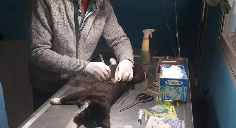 Veterinaria Municipal: Cronograma de castraciones para los barrios de Concordia