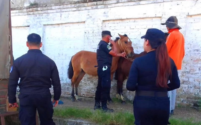 Intensifican los operativos para erradicar la tracción a sangre