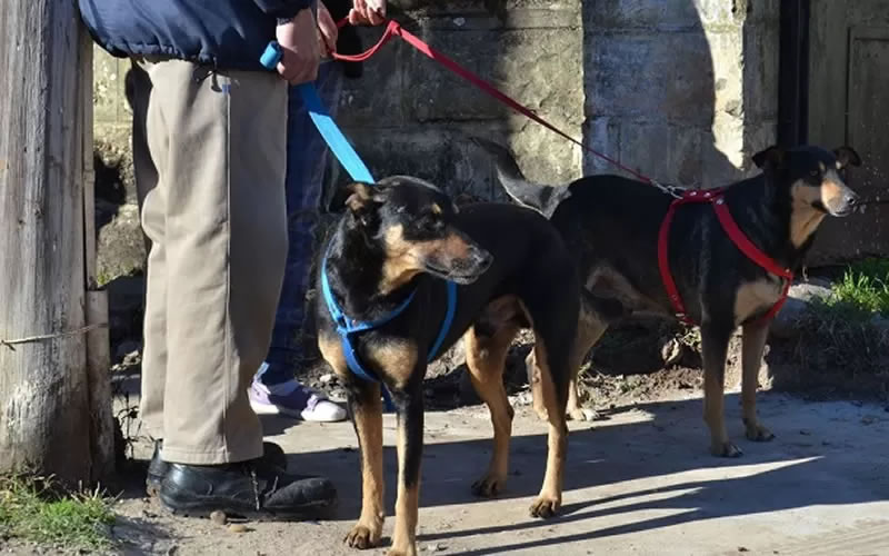 Veterinaria Municipal: Cronograma de castraciones para los barrios de Concordia