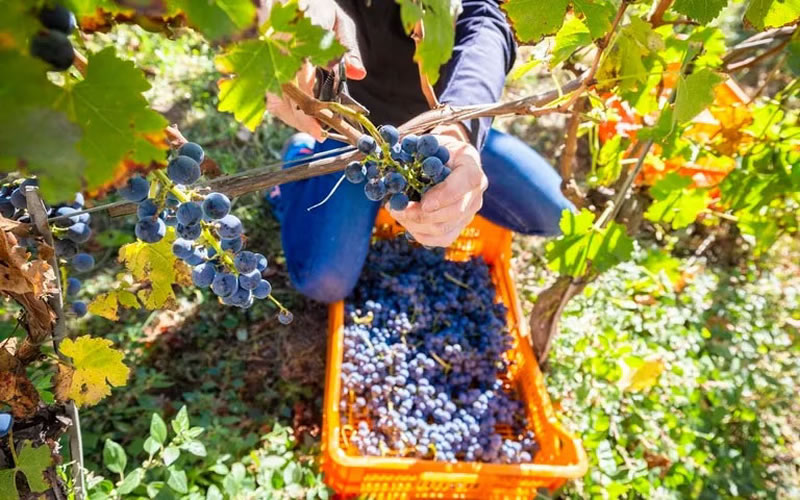 Economías regionales: El Gobierno oficializó la eliminación de las retenciones a más de 300 productos con valor agregado