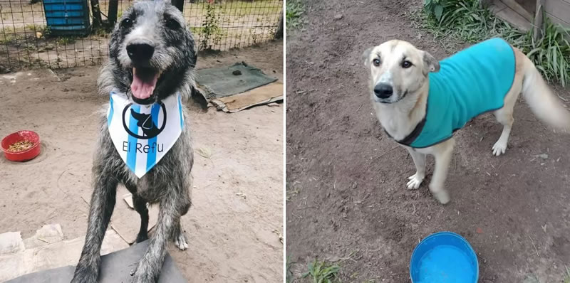 El Municipio y la Protectora de Animales fortalecen el trabajo conjunto y la colaboración con “El Refugio”