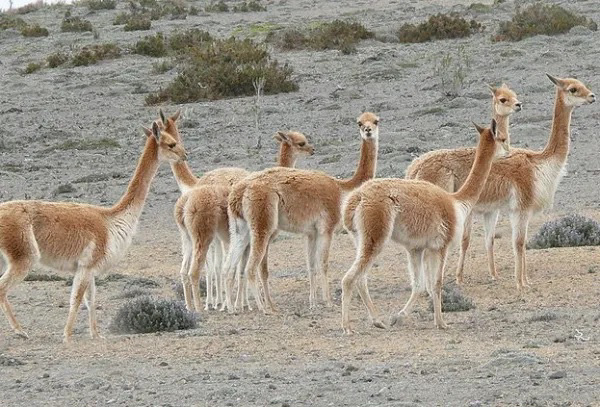 Animales autóctonos de Argentina