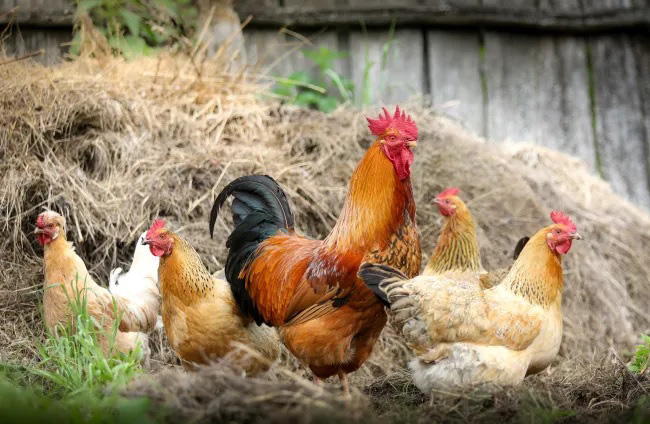 ¿Cuál es la especie más abundante del planeta?