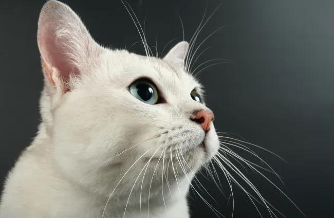 ¿Cuál es La importancia de los bigotes en animales y su sentido evolutivo?