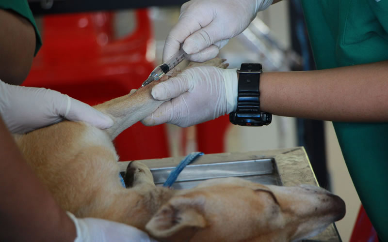 Veterinaria Municipal: Cronograma de castraciones para los barrios de Concordia