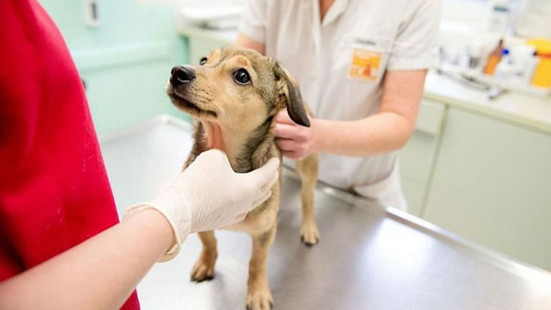 Veterinaria Municipal: Cronograma de castraciones para los barrios de Concordia