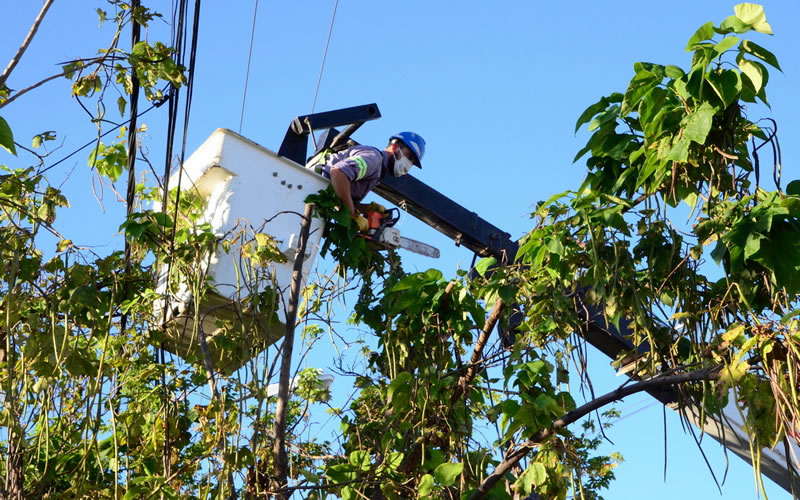La Cooperativa Eléctrica reitera la responsabilidad de los propietarios sobre la poda de árboles