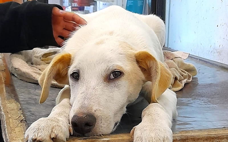 La Veterinaria Municipal atiende y supervisa a los animales afectados por la creciente del río