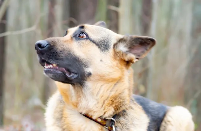 Los secretos detrás de la ansiedad en los perros: ¿qué sucede en sus cerebros?