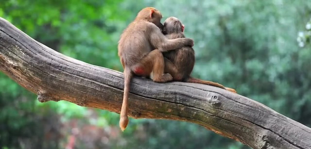 ¿Por qué el comportamiento sexual entre individuos del mismo sexo es tan común en mamíferos?