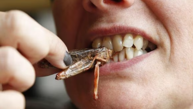 Piden que se autorice el consumo de insectos en Argentina