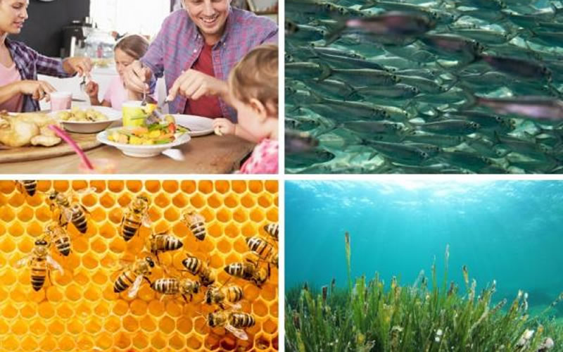 ¿Qué es la ecología de poblaciones o demoecología?