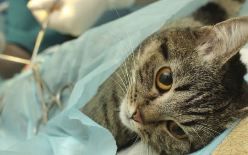 Veterinaria municipal: Cronograma de castraciones para los barrios de Concordia