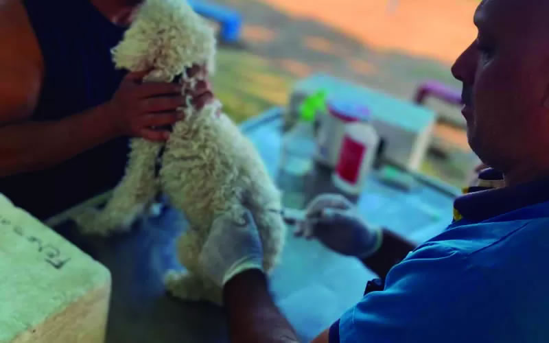 Veterinaria Municipal: Cronograma de castraciones para los barrios de Concordia
