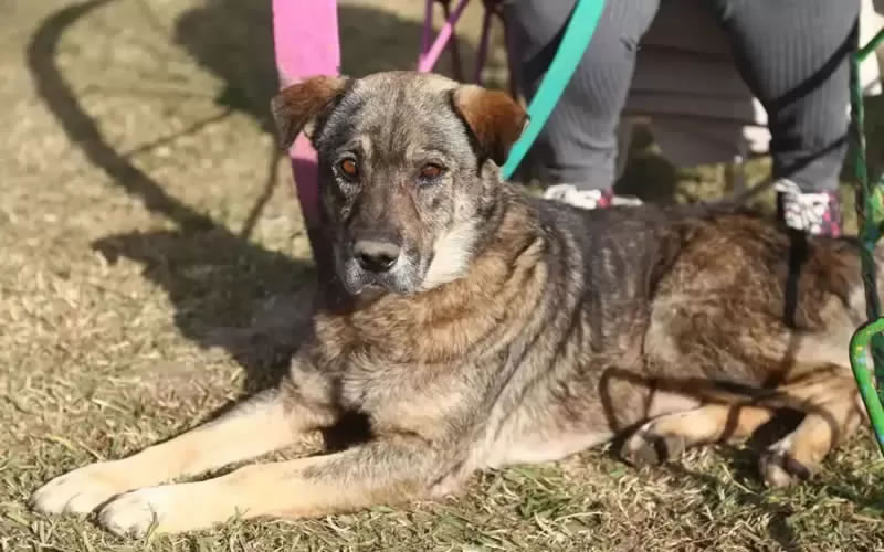Veterinaria Municipal: Cronograma de castraciones para los barrios de Concordia