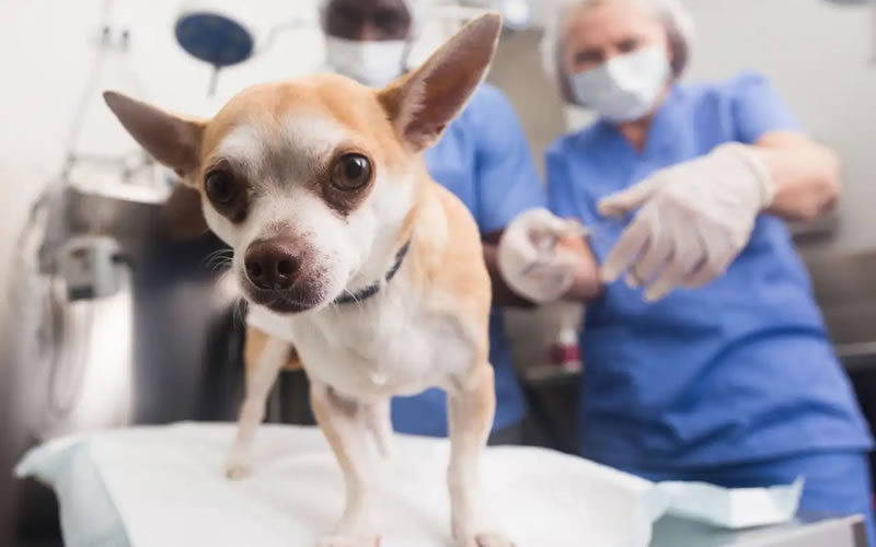 Veterinaria Municipal: Cronograma de castraciones para los barrios de Concordia