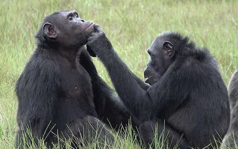 ¿Los chimpancés pueden realizar operaciones tácticas similares a los humanos?