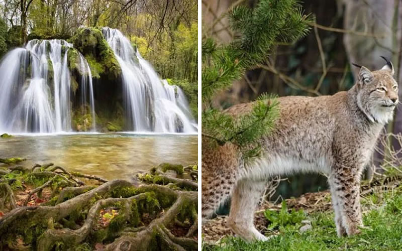¿Qué es la flora y fauna y su importancia para los ecosistemas?