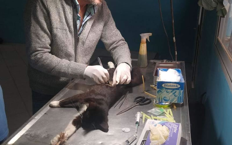 Veterinaria Municipal: Cronograma de castraciones para los barrios de Concordia