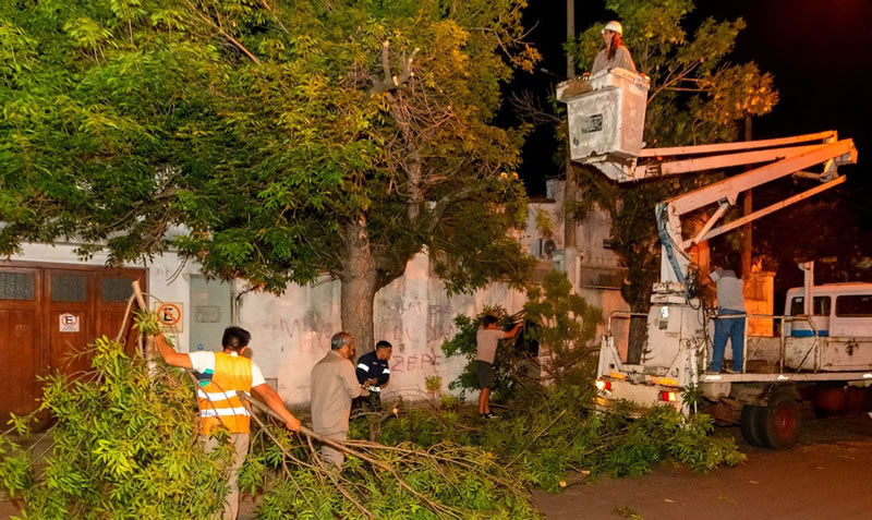 Realizan trabajos de refaldado de árboles en una importante artería de la ciudad