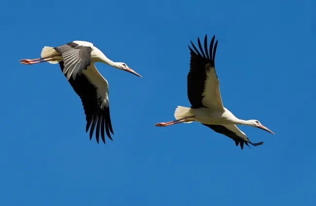 Conocé la sorprendente y misteriosa historia del descubrimiento de la migración de las aves