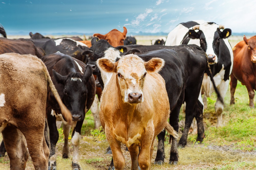 Alimentos de calidad contra el cambio climático