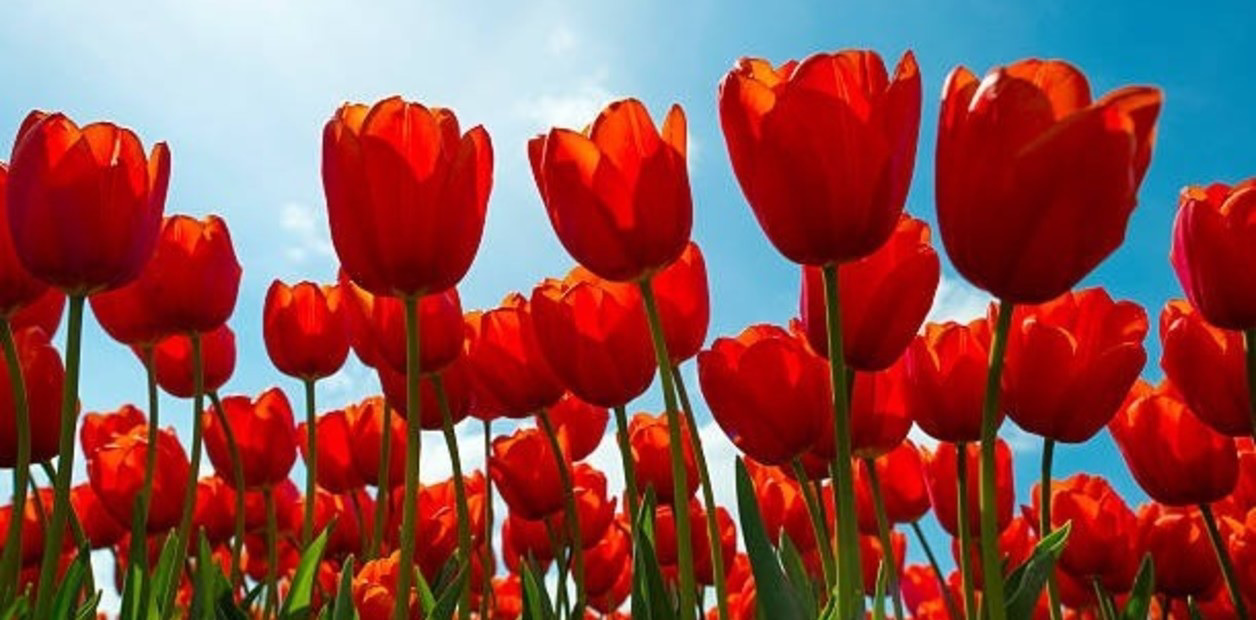 Cuál es el significado de los tulipanes según su color