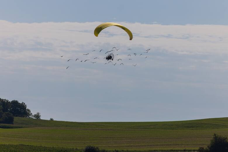 Sorpresas del cambio climático. Por qué hay que enseñarles nuevas rutas migratorias a las aves