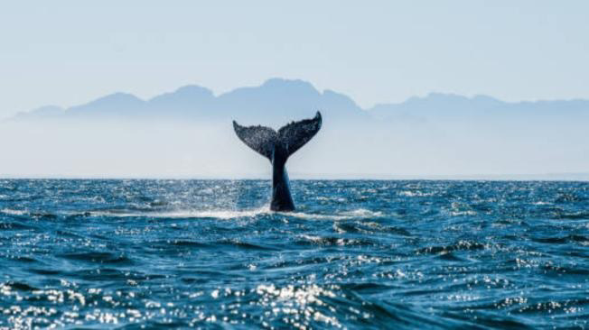 Conozcamos cuáles son las principales amenazas  que enfrentan los océanos actualmente