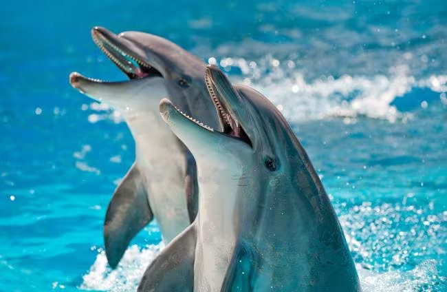 ¿Cuál es la relación evolutiva que  existe entre delfines, focas y manatíes?
