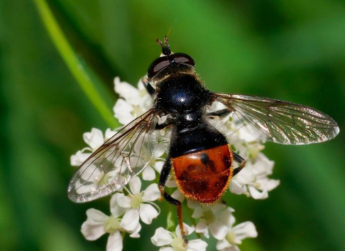 Al menos 2 millones de especies están en peligro de extinción, según un estudio