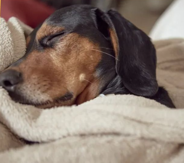 Una Investigación confirmó que los perros tienen preocupaciones y no duermen durante la noche