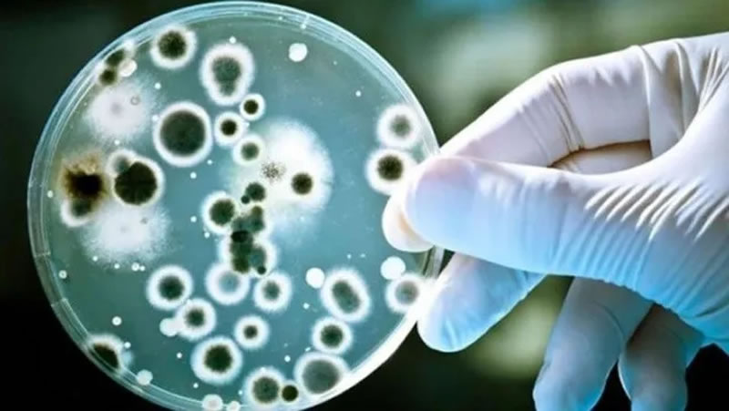 Alerta sanitaria debido a un brote de la bacteria Streptococcus pyogenes: Ya causó 64 muertes en el país