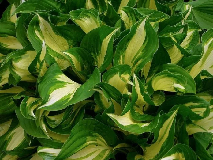 Cómo se defienden las plantas del daño mutacional