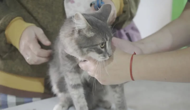 Veterinaria Municipal: Cronograma de castraciones para los barrios de Concordia