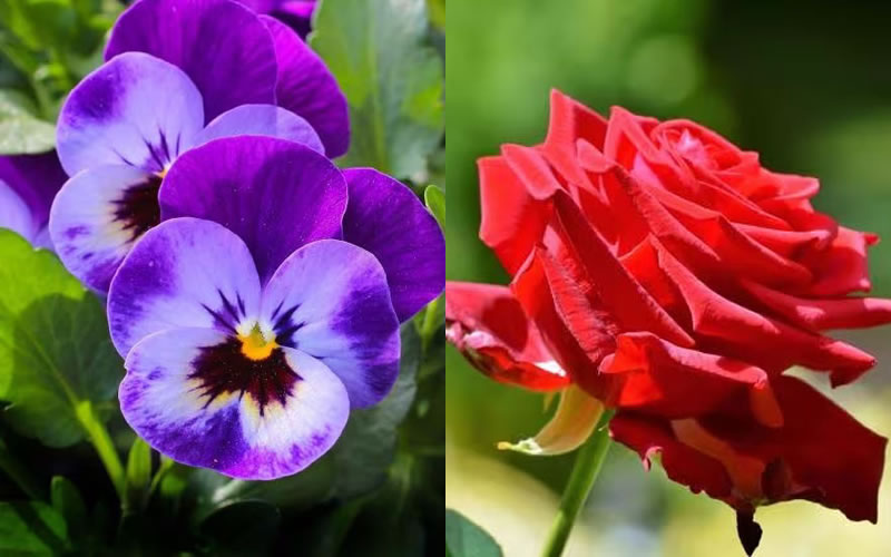 ¿Sabías que algunas de las flores más bellas también son comestibles?