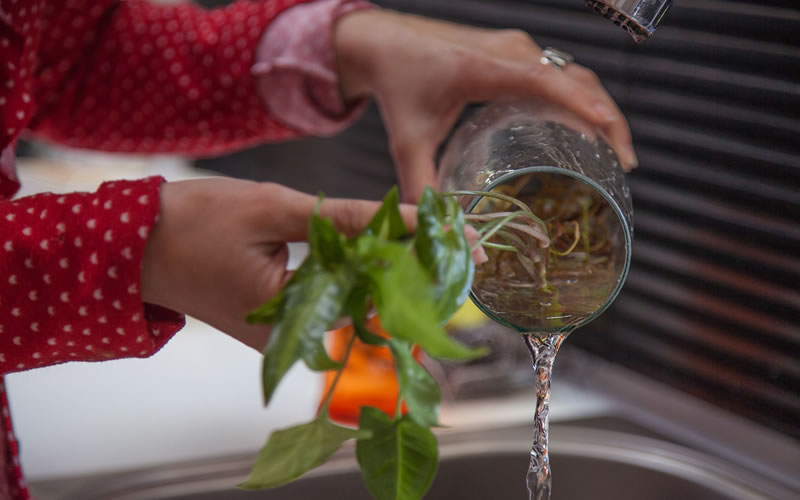 Dengue: Recomiendan descacharrizar y evitar la acumulación de agua