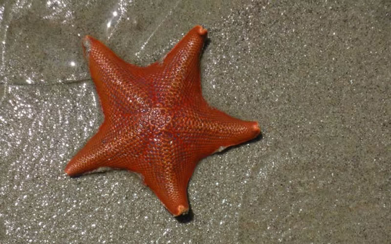 ¿Sabías que las estrellas de mar no son un cuerpo sin cabeza, sino una cabeza sin cuerpo.?