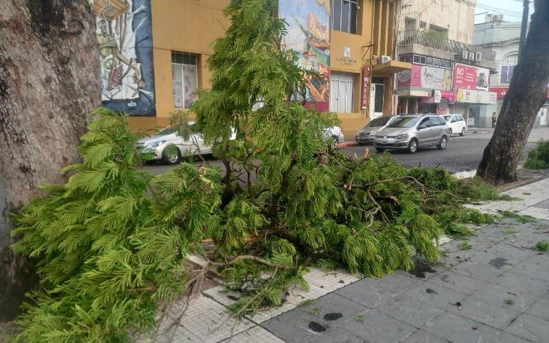 Tras la tormenta: Ramas y árboles caídos en la ciudad