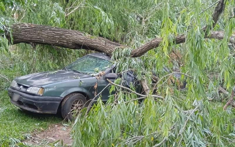 Un auto fue aplastado por un árbol y debieron intervenir los Bomberos Voluntarios