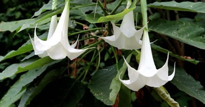 Cuáles son las 5 plantas más venenosas y peligrosas del mundo