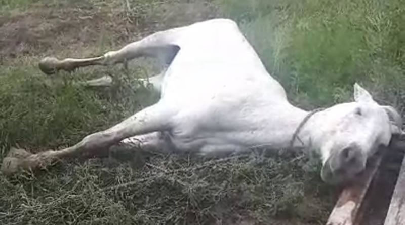 Declaran emergencia sanitaria por casos de encefalomielitis equina en todo el país