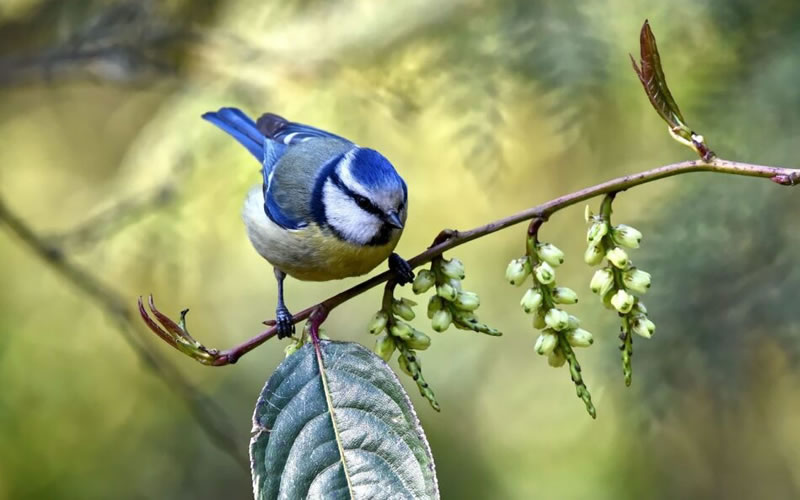 Si eres un pájaro estornino, cantar melodías complejas quiere decir que sabes resolver problemas