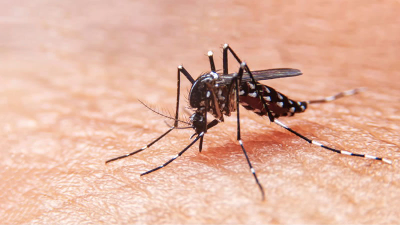 El municipio recuerda las medidas preventivas contra el dengue