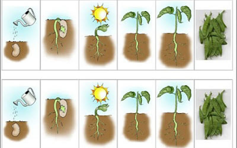¿Cómo es el nacimiento y crecimiento de una planta?